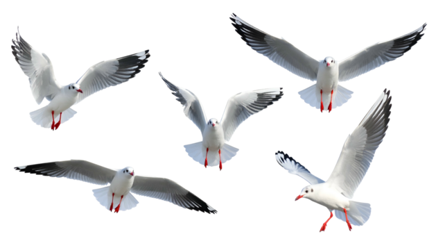 Five white seabirds, in different poses, with wings spread against a black background