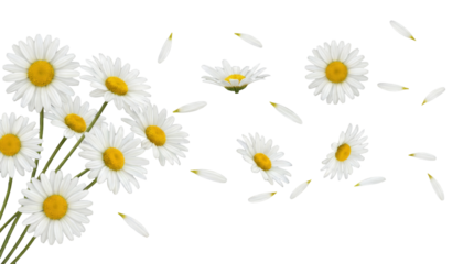Transparent PNG Image of Daisy Flowers and Petals Isolated on a White Background