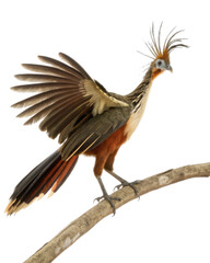 Obraz premium Wild Hoatzin bird with spiky crest and brown feather perched on branch, spreading its wing in an alert and curious display