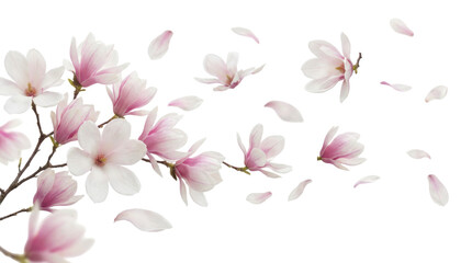 Isolated PNG of Blossoming Pink Magnolia Branch and Petals on a Transparent Background