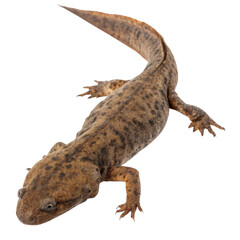 Naklejka premium Calm brown newt, wild amphibian with spotted skin. This isolated salamander animal is walking, viewed from above with its long tail visible