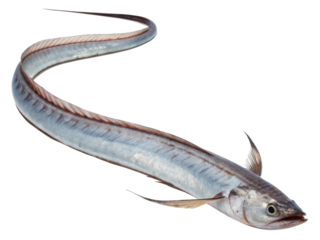 Fresh raw cutlassfish, hairtail fish with long silver body. This aquatic seafood animal ingredient isolated on transparent background