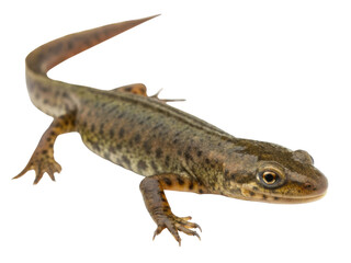 Naklejka premium Alert brown newt animal with spot on skin. tiny amphibian wildlife creature walking isolated on transparency background looking at camera