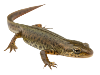 Alert brown newt animal with spot on skin. tiny amphibian wildlife creature walking isolated on transparency background looking at camera