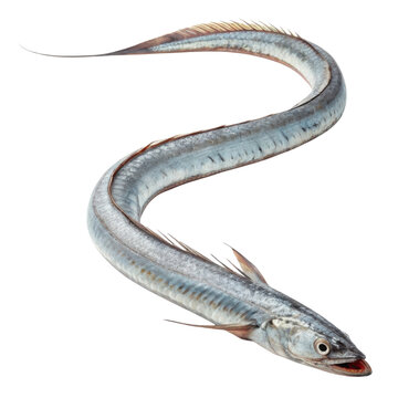 Fresh raw silver cutlassfish, also known as hairtail, long serpentine seafood isolated on transparency background, ready for cooking