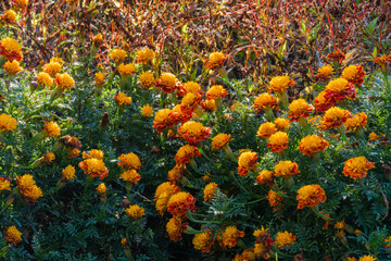 輝くマリーゴールド