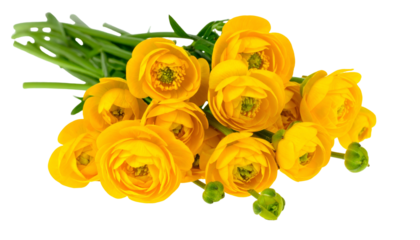 Bright yellow blossoms with green stems, isolated on black background, a bouquet