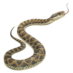 Naklejka premium Cautious brown snake illustration with detailed reptile scale pattern. This wild serpent, garter snake, isolated wildlife creature