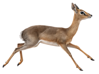 Graceful dik dik antelope running. Tiny wild animal from Africa isolated. Beautiful mammal of african savanna in an alert motion