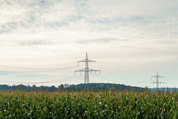 Where power lines cross a vast cornfield near the edge of a dense forest
