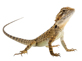 Naklejka premium Curious small brown lizard standing isolated. This wild animal, reptile pet, looking upward with proud and alert expression