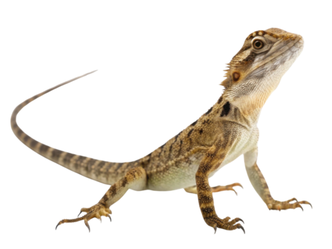 Curious small brown lizard standing isolated. This wild animal, reptile pet, looking upward with proud and alert expression