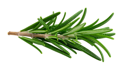 A sprig of fresh rosemary, with green needle-like leaves, isolated on a black background