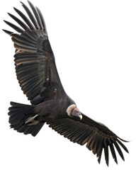 Obraz premium Majestic California condor soaring in flight, its powerful wings spread. This graceful bird of prey glides on transparent background