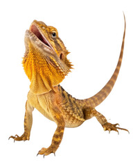 Obraz premium Alert yellow bearded dragon lizard with an open mouth. curious reptile pet shows wild display, isolated on transparent background