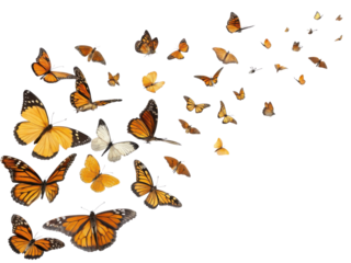 Graceful swarm of orange butterfly flight. Beautiful migration of delicate insect with wing transparency background. Concept of freedom