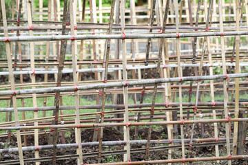 Bamboo stakes in agricultural fields