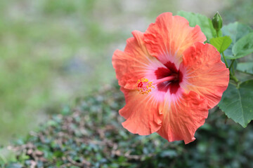 Orange hibiscus flower with green leaves background