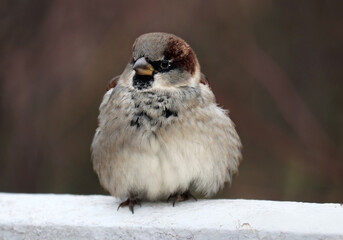  A close-up of a young male house sparrow perched on a fence in a city park on a cold autumn day. The background is dark green and blurred.