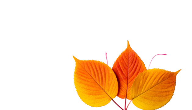 Three vibrant autumn leaves, displaying orange and yellow hues, on a stark black background