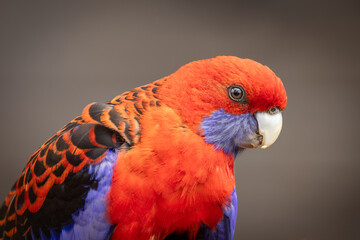 A close up photo of a brightly colored crimson rosella, a beautiful parrot native to Australia, displaying its vivid red and blue colored feathers in Lamington National Park in Queensland, Australia.