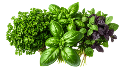 香り豊かな緑のハーブ束｜背景なし・透過PNG・コピースペース