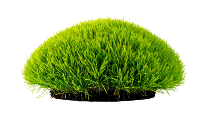 A dense, vibrant green clump of grass isolated on a black background
