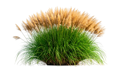 A vibrant bush, emerald leaves below soft, tan plumes against a transparent background