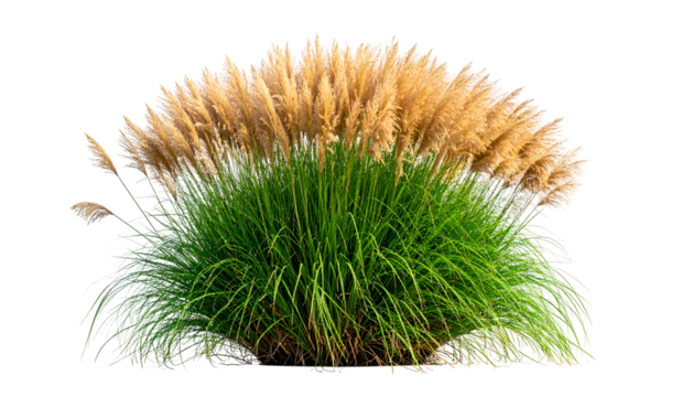 A vibrant bush, emerald leaves below soft, tan plumes against a transparent background