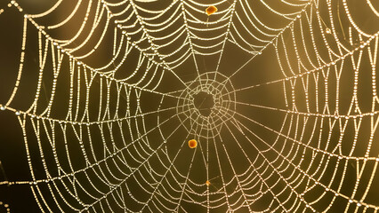 Intricate spiderweb covered in glistening dew drops at sunrise