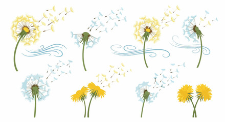 Dandelions blowing seeds with transparent background