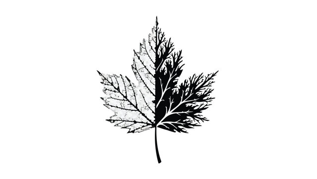 Detailed black and white illustration of a single leaf on a white background