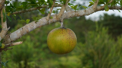 A large, round, green fruit (possibly a Calabash or Maja) hanging from a light-colored tree branch in a lush, natural background
