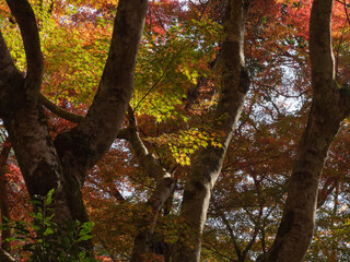 Autumn leaves at Gakuen-ji Temple (Izumo City, Japan)