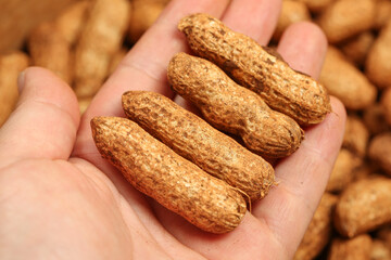 Fresh Peanuts in Shell Held in Human Hand - Raw Nuts Close-up