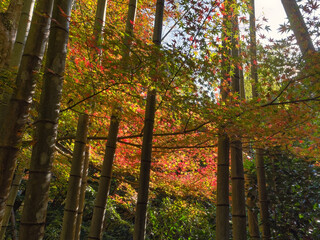 Autumn leaves at Gakuen-ji Temple (Izumo City, Japan)