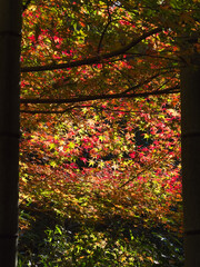 Autumn leaves at Gakuen-ji Temple (Izumo City, Japan)