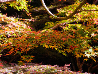Autumn leaves at Gakuen-ji Temple (Izumo City, Japan)