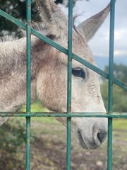 Naklejka premium donkey in the zoo