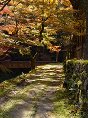 Autumn leaves at Gakuen-ji Temple (Izumo City, Japan)