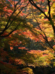 Autumn leaves at Gakuen-ji Temple (Izumo City, Japan)