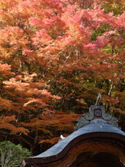 Autumn leaves at Gakuen-ji Temple (Izumo City, Japan)