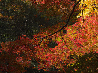 Autumn leaves at Gakuen-ji Temple (Izumo City, Japan)