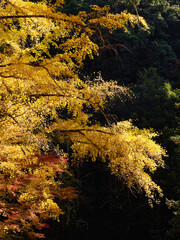 Autumn leaves at Gakuen-ji Temple (Izumo City, Japan)