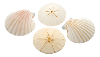 Four seashells, two open, two round with star-like designs, against a black background