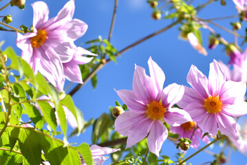 皇帝ダリアの花