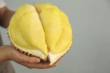 Fresh Golden Durian Fruit Thai Tropical Delicacy with Creamy Yellow Flesh in Hands