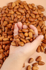 Fresh Pine Nuts in Hand - Natural Healthy Kernels and Seeds for Cooking