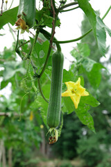 Fresh Long Loofah Sponge Gourd Growing on Vine in Organic Garden Ready for Harvest