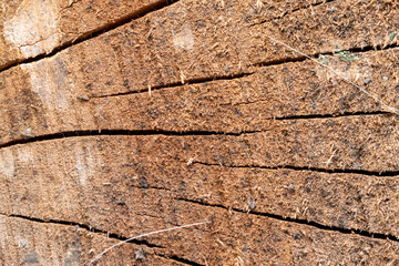 Close-Up Cracked Wooden Log Texture
